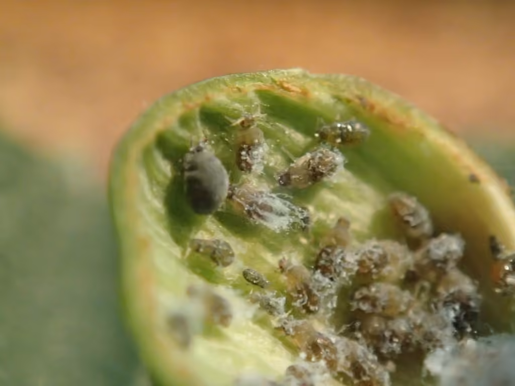 Elm Sack Gall Aphid, photo 3 of 5