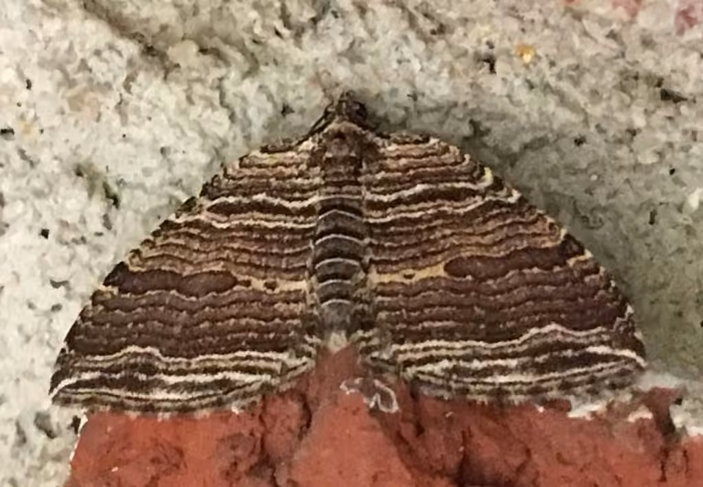 Many-lined Carpet Moth, photo 2 sur 5