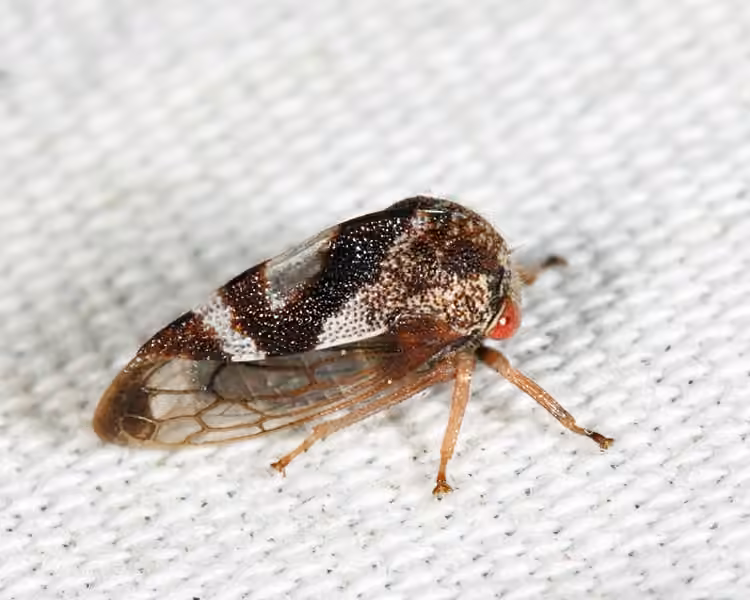 Cyrtolobus vau, photo 3 of 5