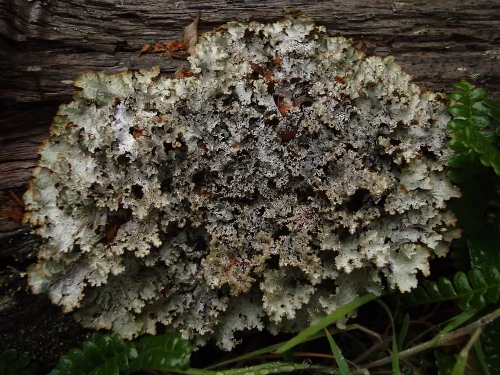 Varied Rag Lichen, photo 1 of 5