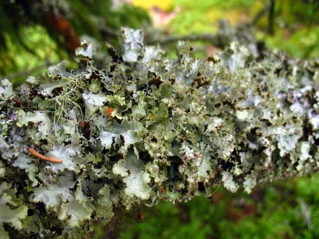 Varied Rag Lichen, photo 3 of 5