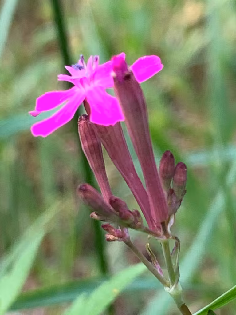 Garden catchfly, photo 1 of 5
