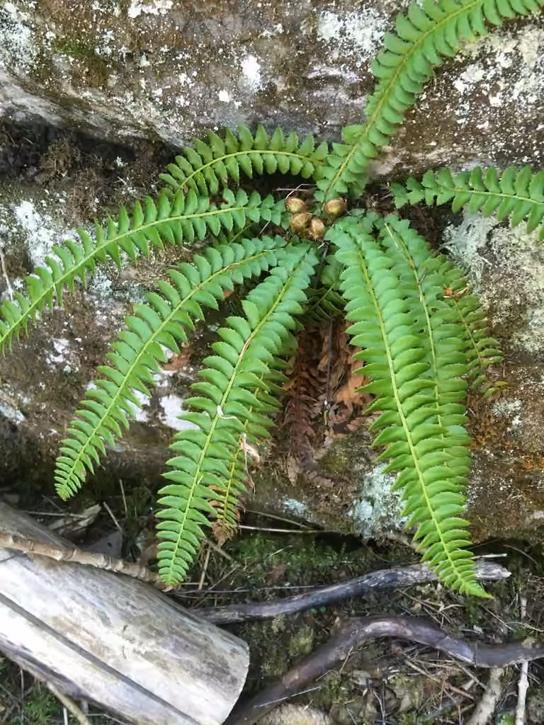 Polystic faux-lonchitis