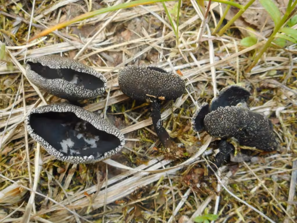 Black scurfy fairy cup, photo 3 of 5