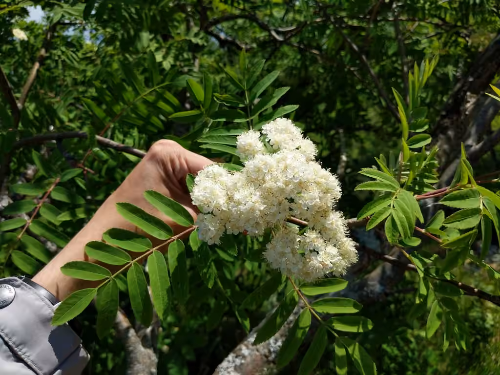 Northern mountain-ash, In flower