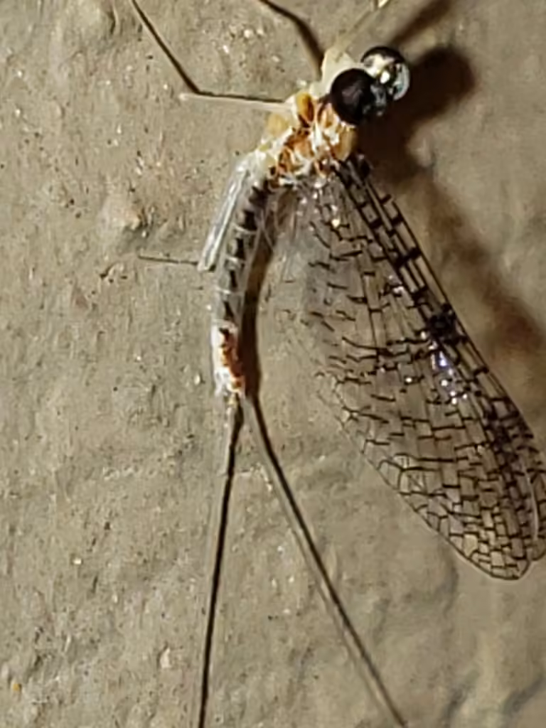 Minerva's flat-headed mayfly, Adult