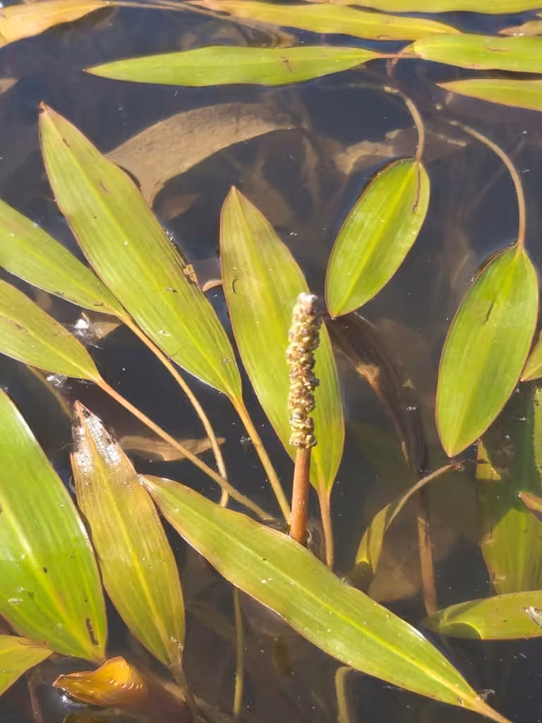Illinois pondweed, In flower