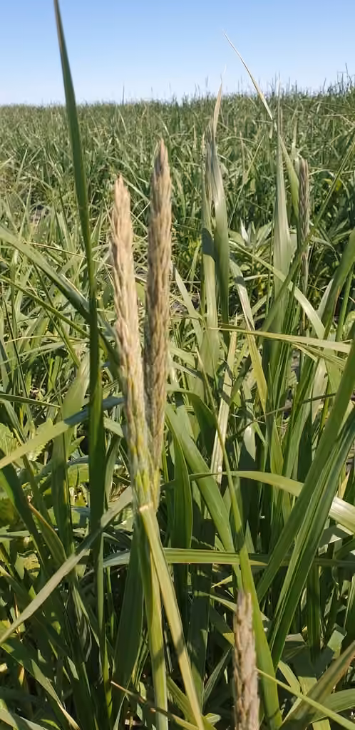 American dunegrass, Flower buds