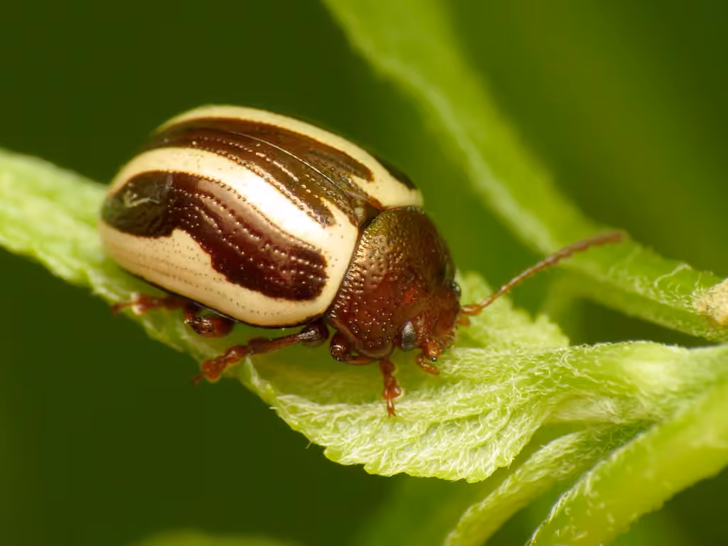 Bidentate Leaf Beetle, photo 1 of 5