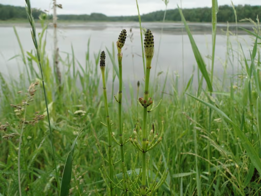 Prêle des marais, photo 2 sur 5