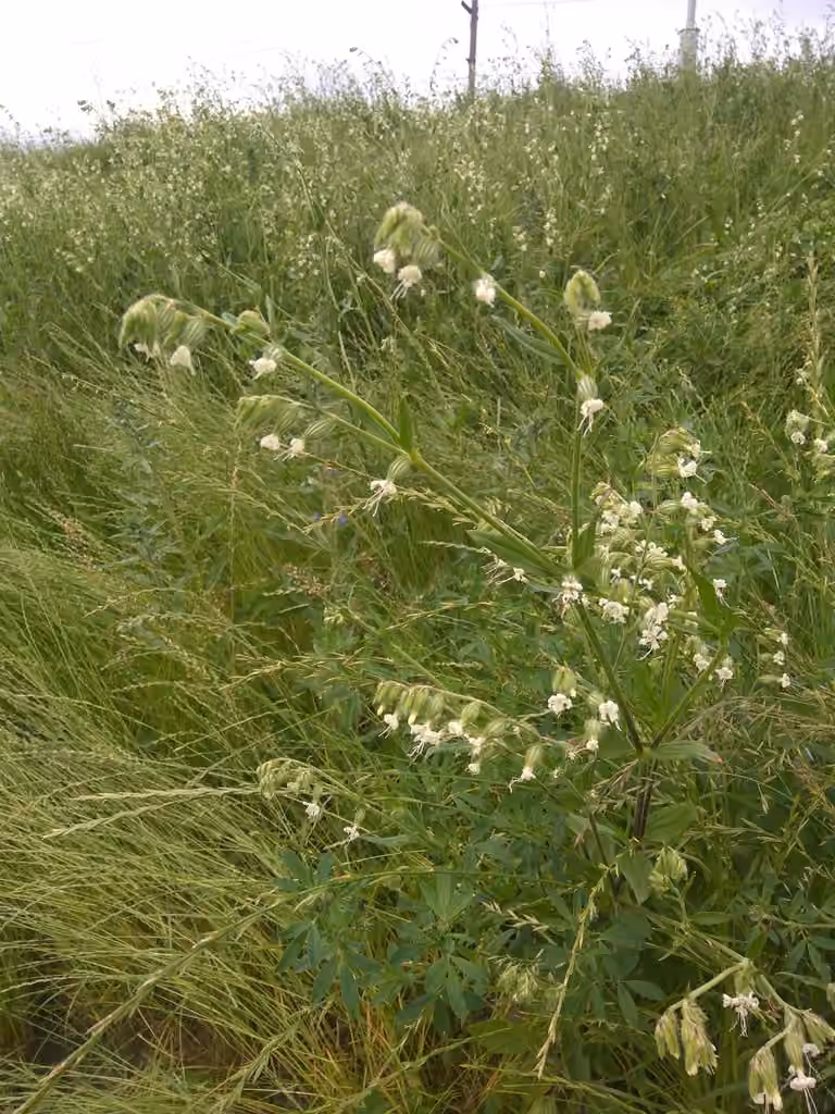 Forked catchfly, photo 1 of 5