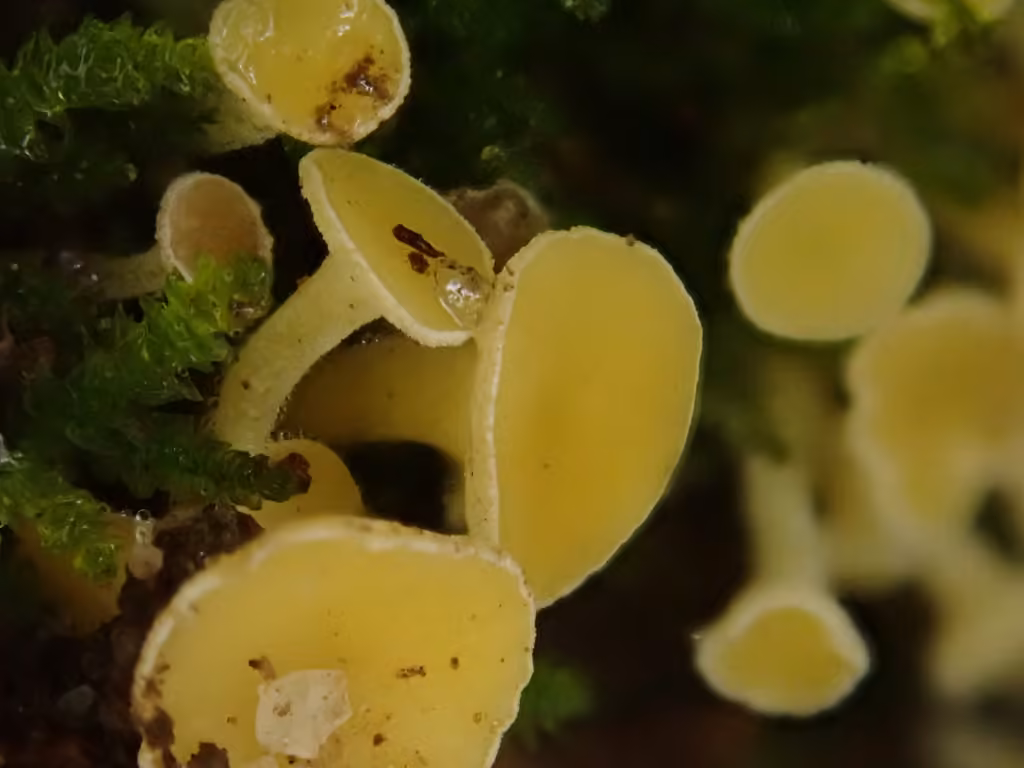 Lachnum pygmaeum