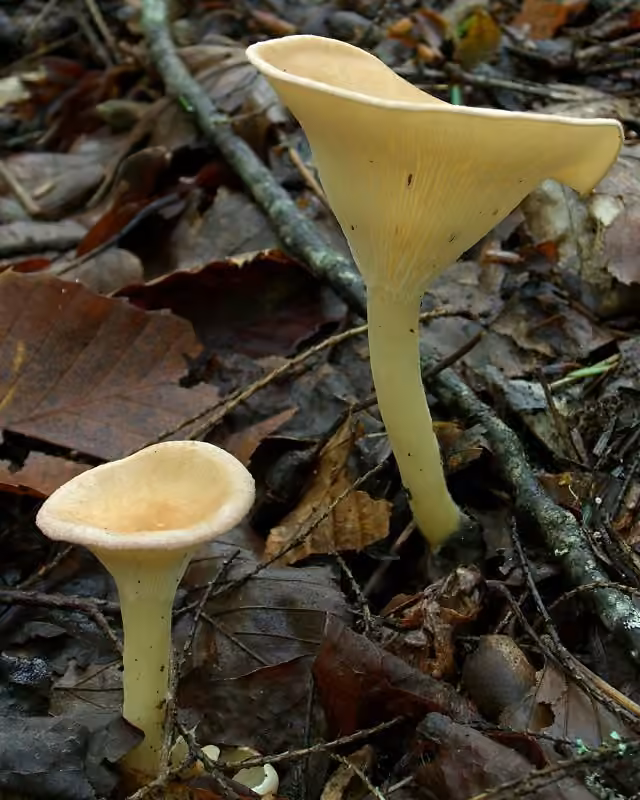 Clitocybe en entonnoir