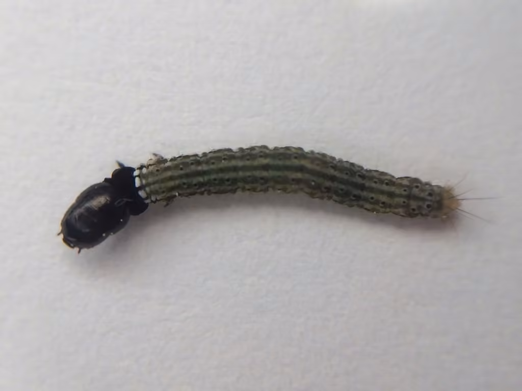 Bilobed Dichomeris Moth, Caterpillar