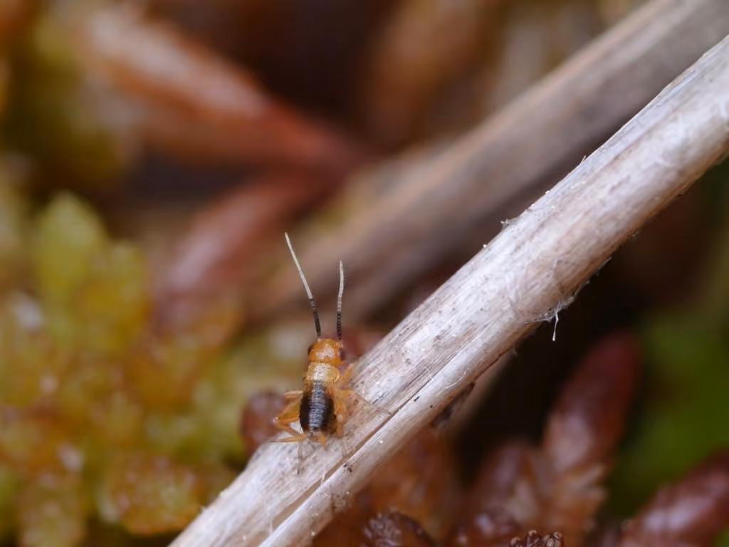 Sphagnum Ground Cricket, photo 3 of 5