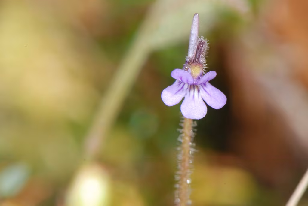 Grassette velue, En fleurs