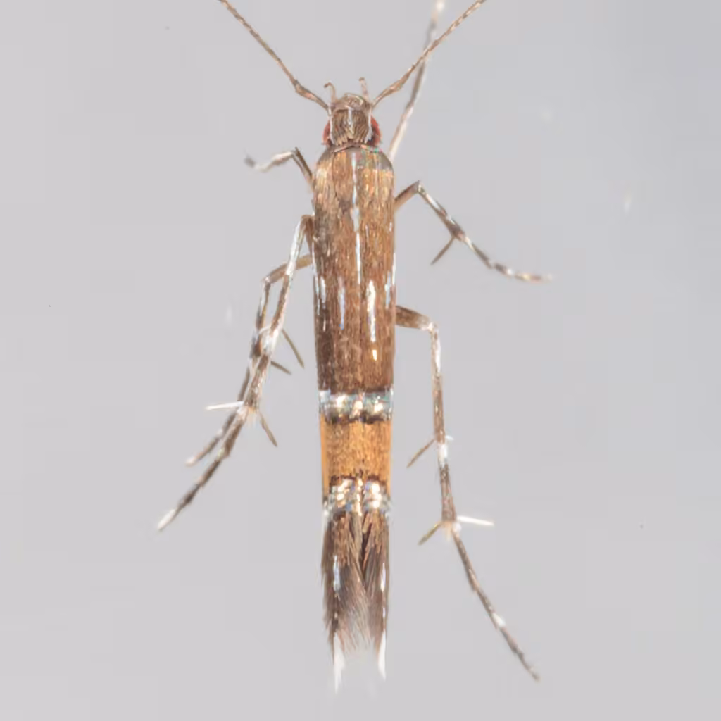 Beautiful Cosmopterix Moth, photo 1 sur 5