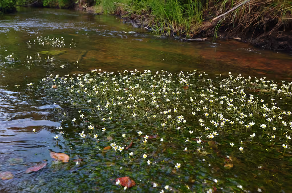 Threadleaf crowfoot, In flower