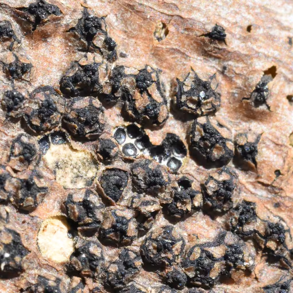 Quaternaria quaternata, photo 3 of 5