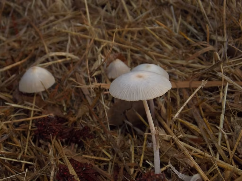 Bolbitie coprophile, photo 3 sur 5