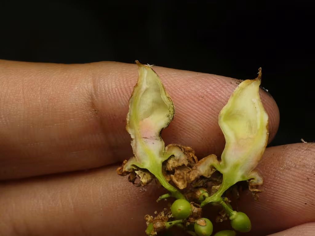 Taphrina confusa, photo 3 of 5