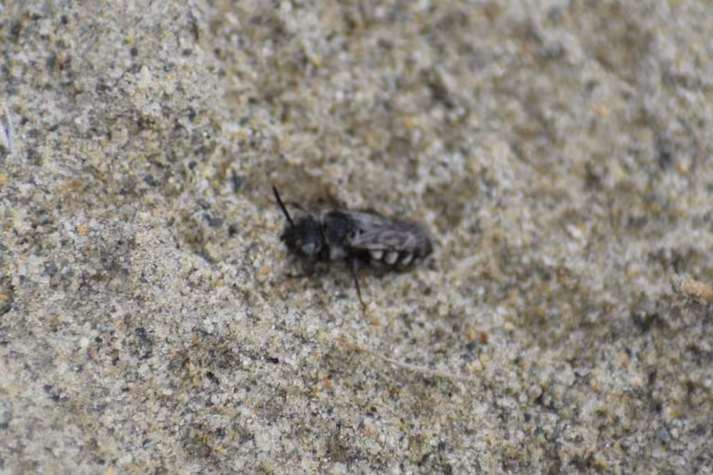 Nomade américaine, photo 3 sur 5