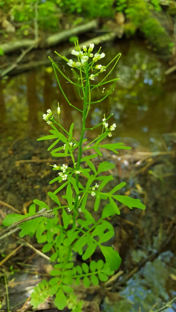 Pennsylvania Bittercress, photo 1 of 5