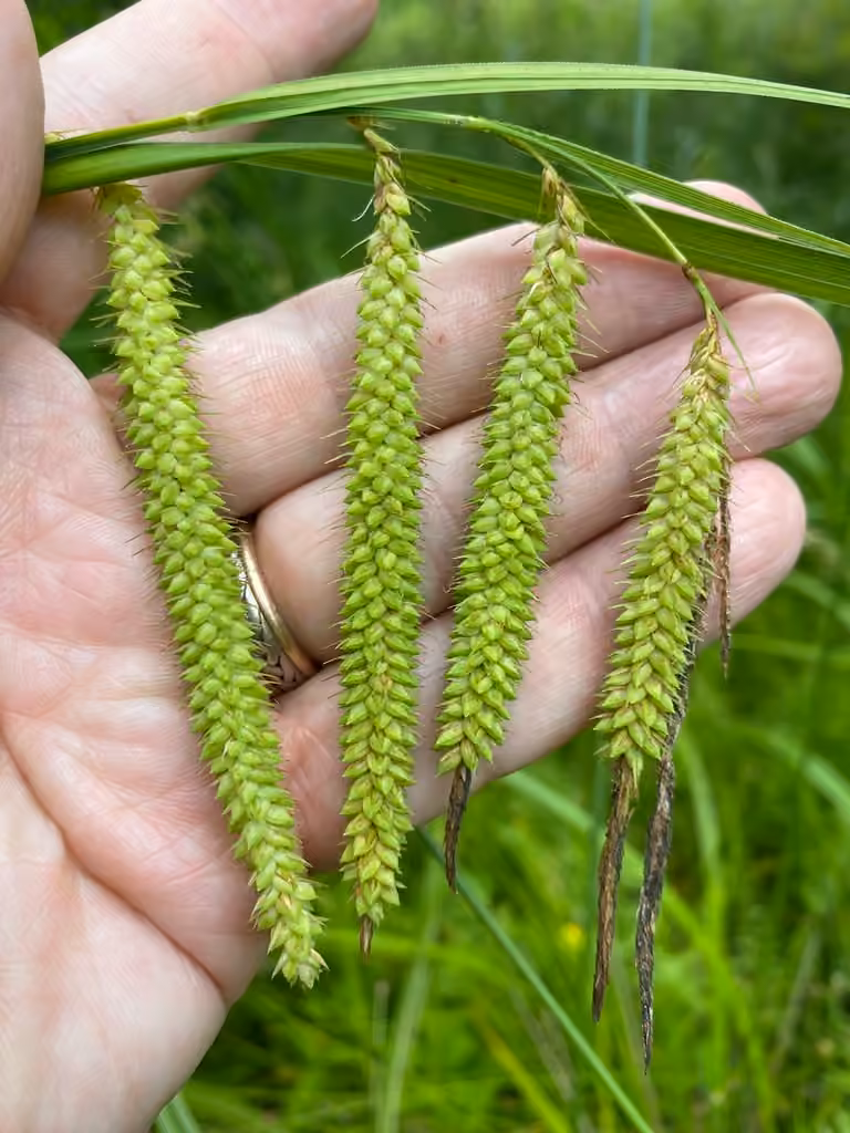 Carex gynandre, En fruits