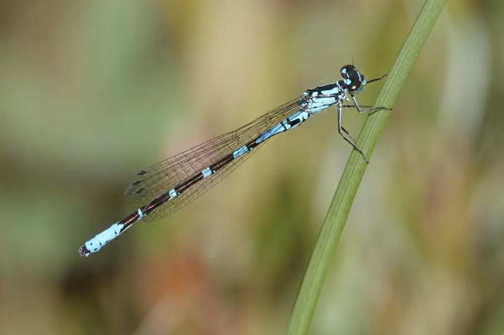 Agrion ponctué, Mâle