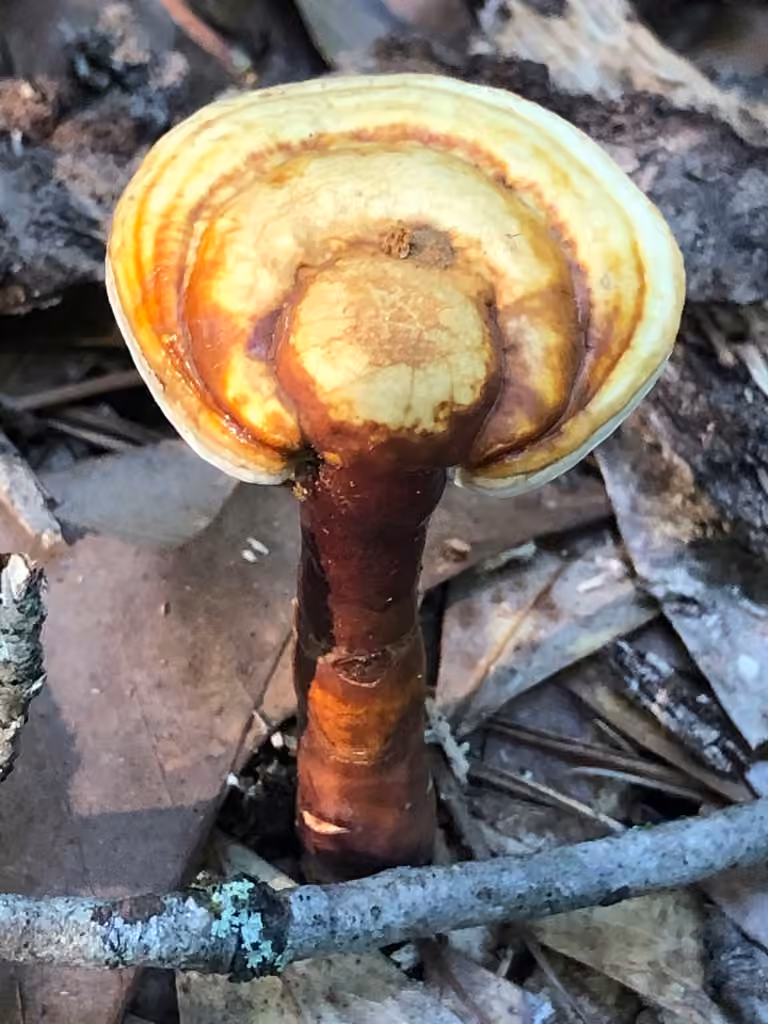 Golden reishi, photo 2 sur 5