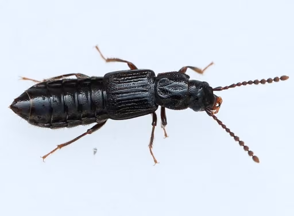 Oxytèle strié, photo 1 sur 5