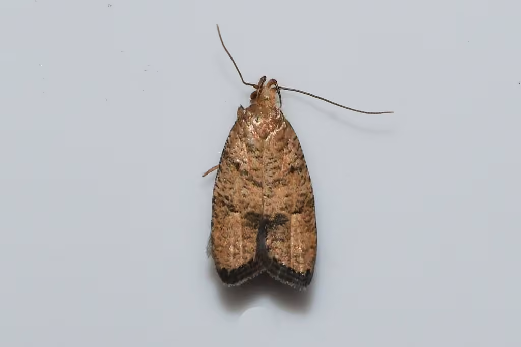Oak Leaftier Moth, Caterpillar