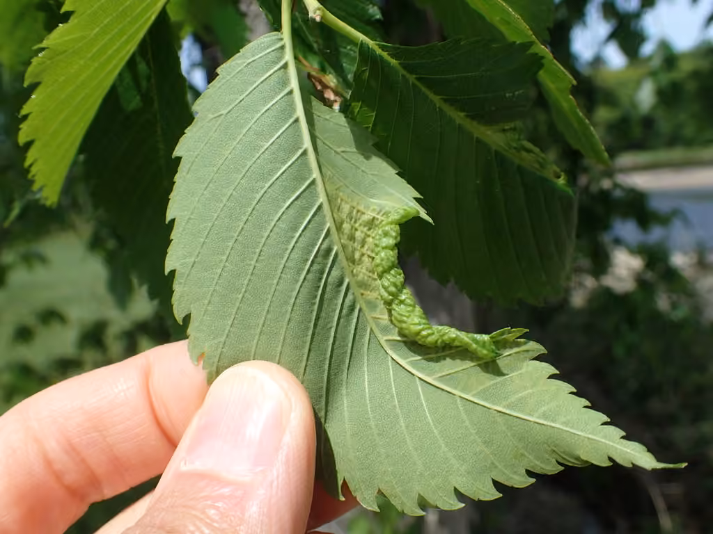 Woolly Elm Aphid, photo 3 of 5