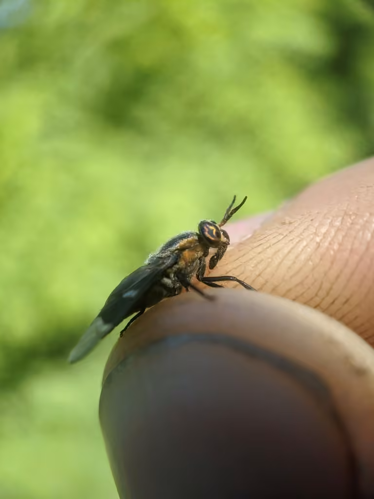 Ring-clawed Deer Fly, Female