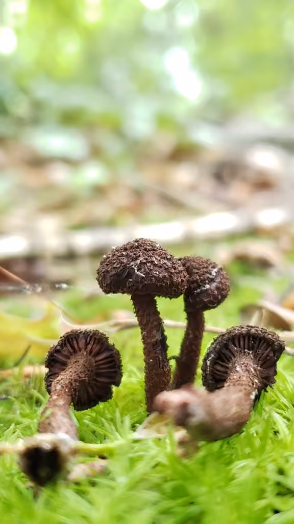 Inocybe de Tahquamenon, photo 3 of 5