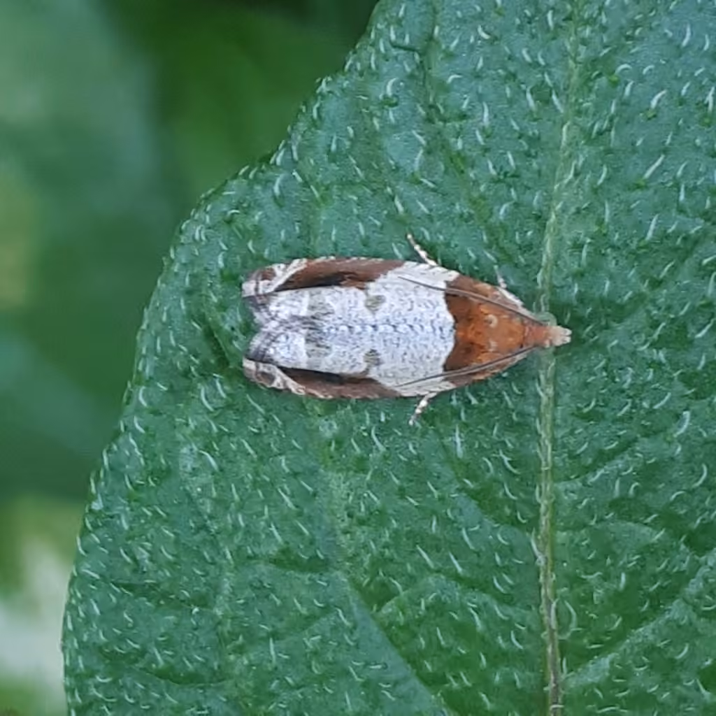 Hydrangea Leaftier Moth