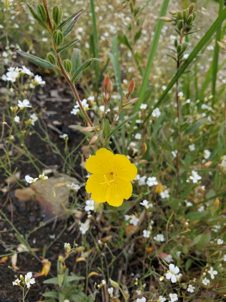 Onagre frutescente, En fleurs