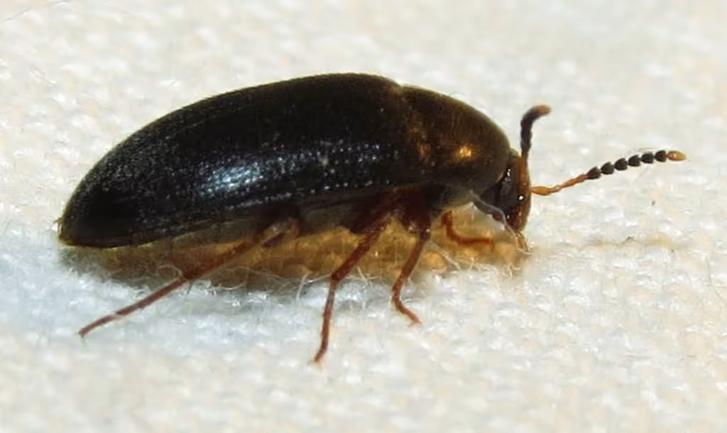 Tétratome bicolore