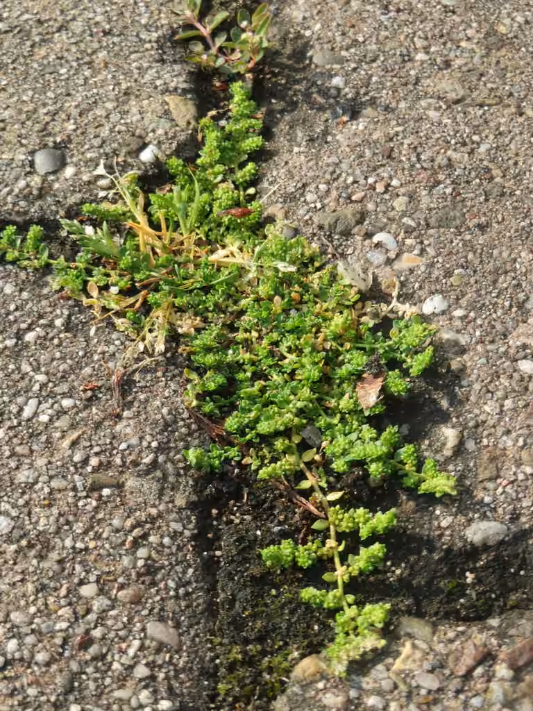 Smooth rupturewort, photo 1 of 5