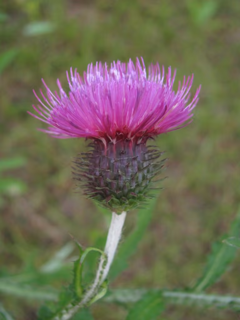 Welted Thistle, photo 3 of 5