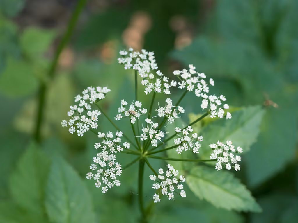 Bishop's goutweed, In flower