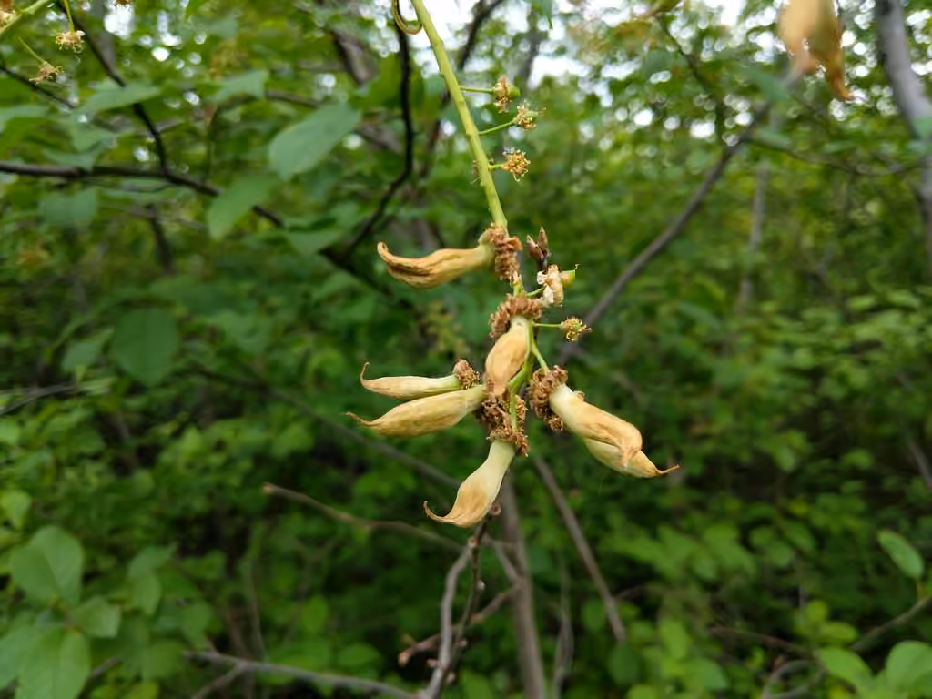 Taphrina confusa, photo 1 of 5