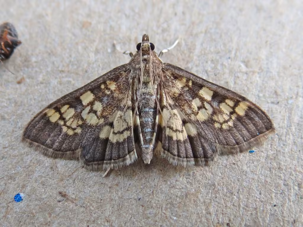 Darker Diacme Moth, photo 2 sur 5