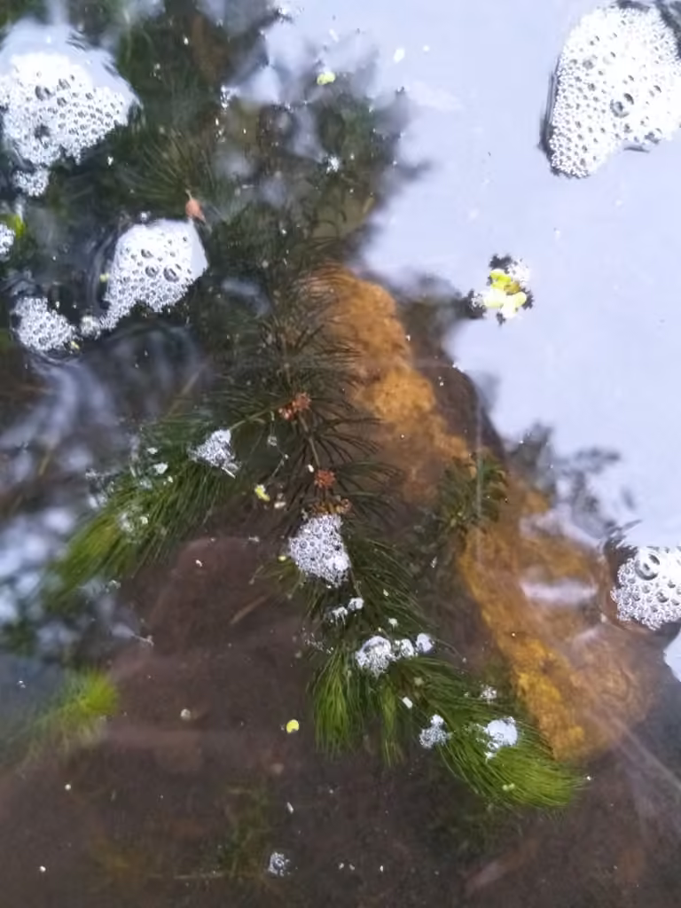 Cornifle nageante, En fleurs
