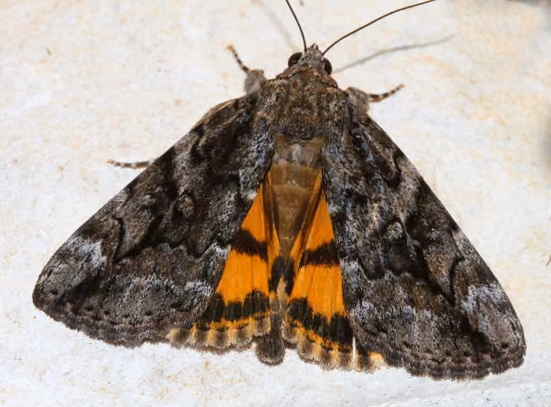 Little Nymph Underwing, photo 1 sur 5