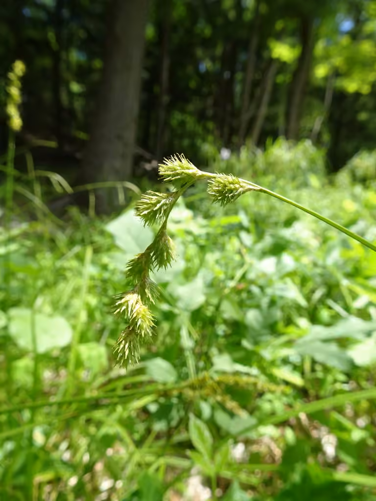 Carex à bec étalé, En fleurs
