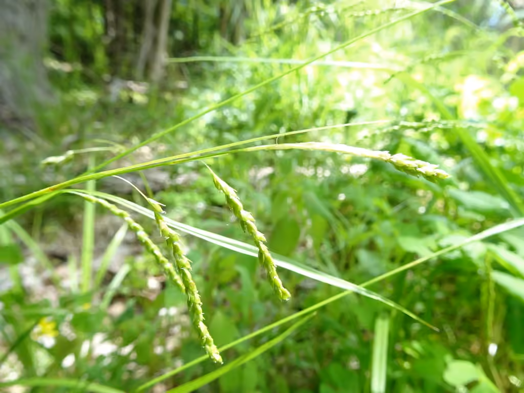 Carex filiforme, En fleurs