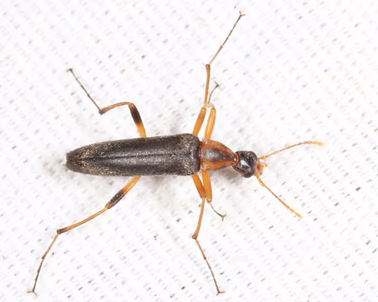 False Leptura Beetle, photo 2 of 5