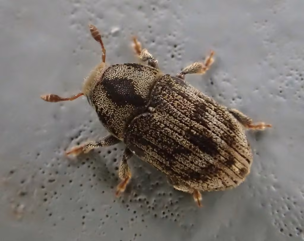 Eastern Ash Bark Beetle, Adult