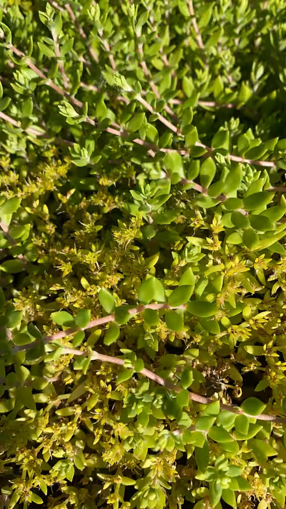Stringy stonecrop, In fruit